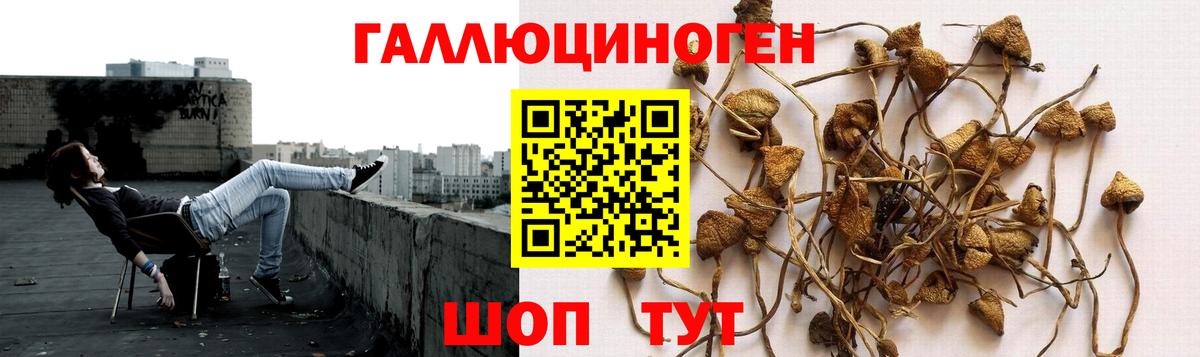 Жуковский  Псилоцибиновые грибы Magic Shrooms  Вход с VPN 